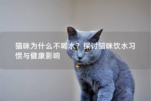 貓咪為什么不喝水？探討貓咪飲水習慣與健康影響