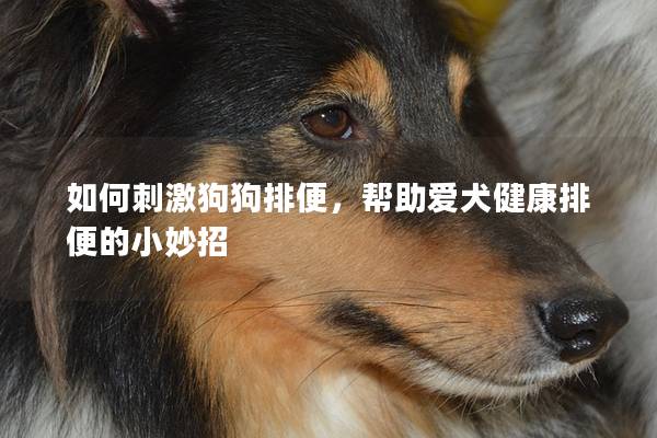 如何刺激狗狗排便，幫助愛犬健康排便的小妙招