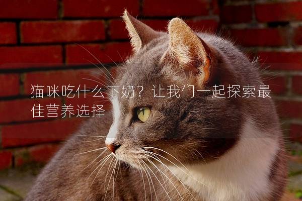 貓咪吃什么下奶？讓我們一起探索最佳營養選擇