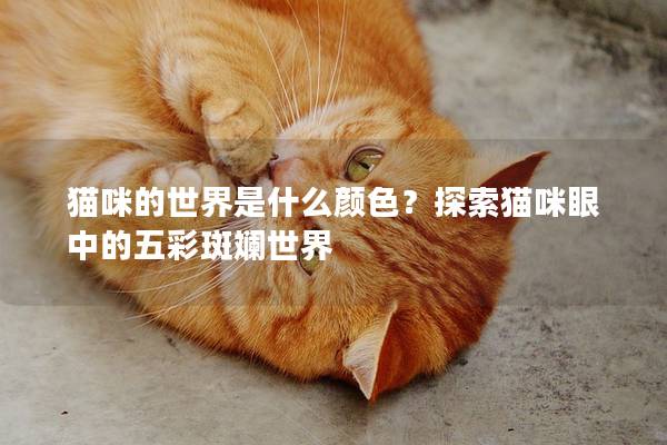 貓咪的世界是什么顏色？探索貓咪眼中的五彩斑斕世界