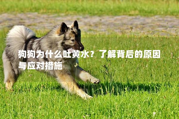 狗狗為什么吐黃水？了解背后的原因與應對措施