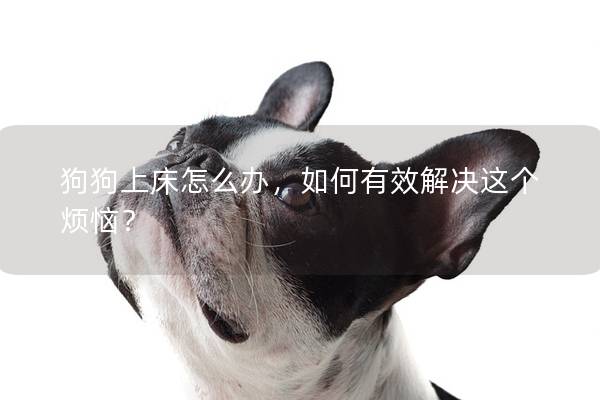 狗狗上床怎么辦，如何有效解決這個(gè)煩惱？