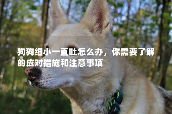 狗狗細小一直吐怎么辦，你需要了解的應對措施和注意事項