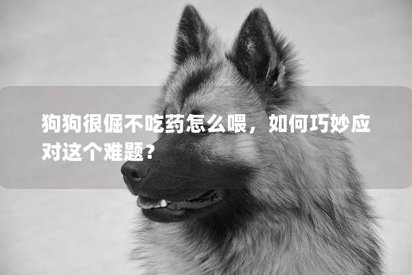 狗狗很倔不吃藥怎么喂，如何巧妙應(yīng)對(duì)這個(gè)難題？