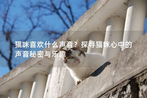 貓咪喜歡什么聲音？探尋貓咪心中的聲音秘密與樂趣