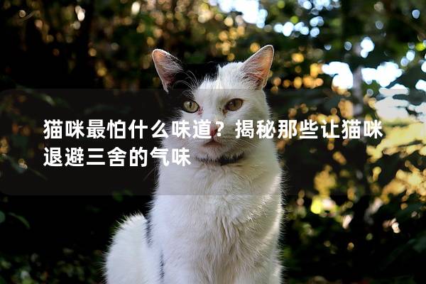 貓咪最怕什么味道？揭秘那些讓貓咪退避三舍的氣味
