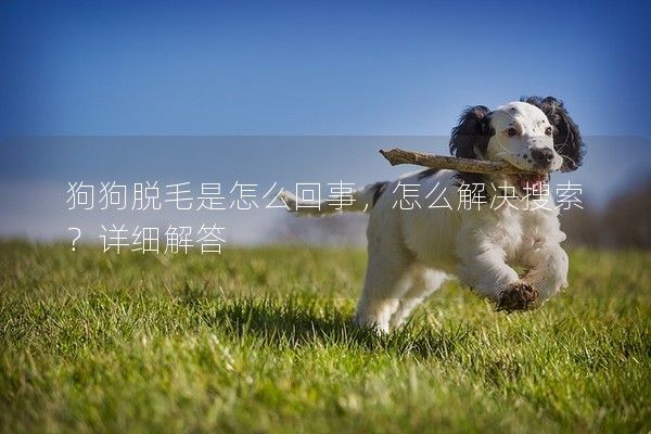 狗狗脫毛是怎么回事，怎么解決搜索？詳細(xì)解答