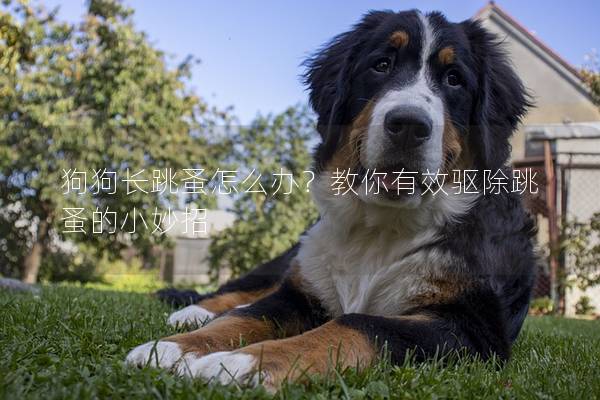 狗狗長跳蚤怎么辦？教你有效驅(qū)除跳蚤的小妙招