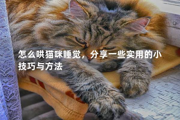 怎么哄貓咪睡覺，分享一些實用的小技巧與方法
