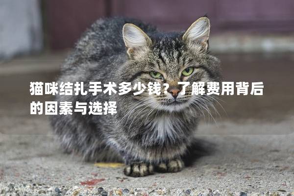 貓咪結(jié)扎手術(shù)多少錢？了解費用背后的因素與選擇