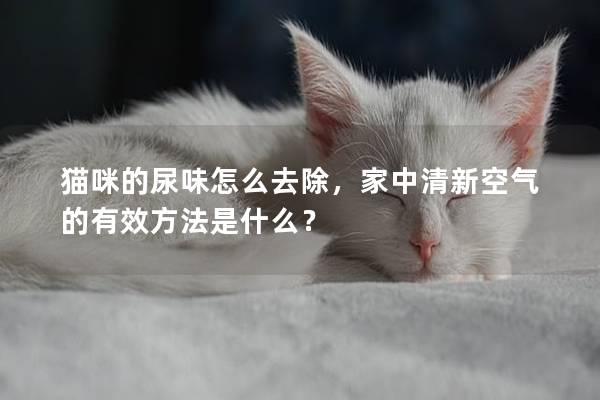 貓咪的尿味怎么去除，家中清新空氣的有效方法是什么？