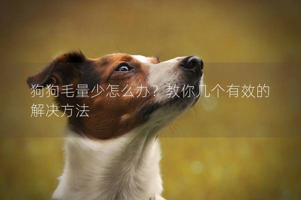 狗狗毛量少怎么辦？教你幾個有效的解決方法