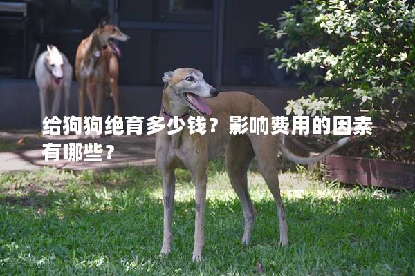 給狗狗絕育多少錢(qián)？影響費(fèi)用的因素有哪些？