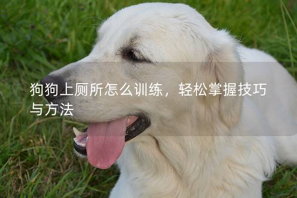 狗狗上廁所怎么訓(xùn)練，輕松掌握技巧與方法