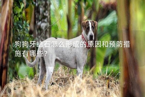 狗狗牙結(jié)石怎么形成的原因和預(yù)防措施有哪些？