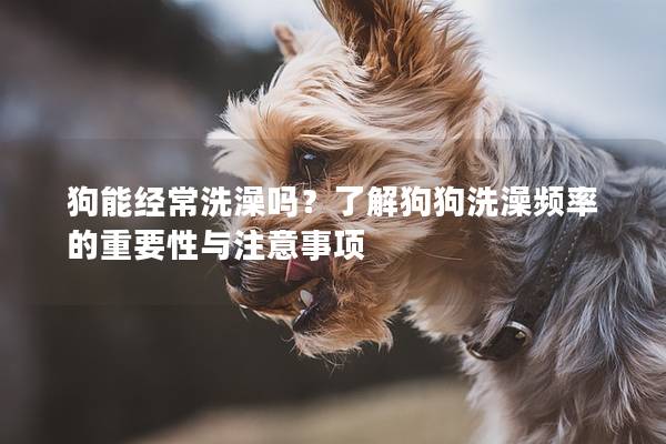 狗能經常洗澡嗎？了解狗狗洗澡頻率的重要性與注意事項