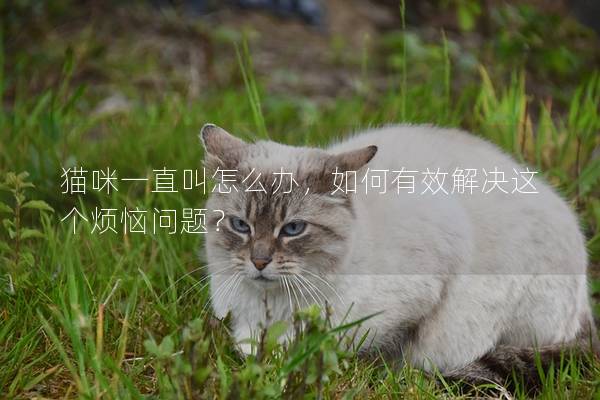 貓咪一直叫怎么辦，如何有效解決這個煩惱問題？