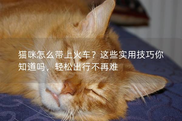 貓咪怎么帶上火車？這些實用技巧你知道嗎，輕松出行不再難