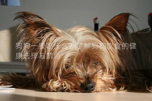 狗狗一般吃什么?了解狗狗飲食的健康選擇與禁忌 狗狗一般吃什么?了解狗狗飲食的健康選擇與禁忌