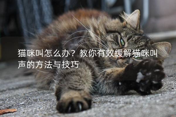 貓咪叫怎么辦？教你有效緩解貓咪叫聲的方法與技巧