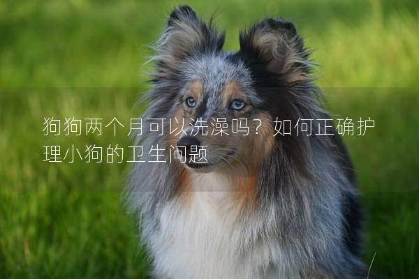 狗狗兩個月可以洗澡嗎？如何正確護理小狗的衛(wèi)生問題
