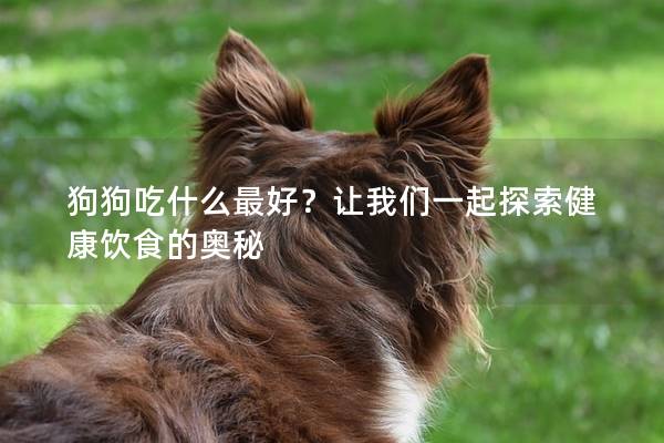 狗狗吃什么最好？讓我們一起探索健康飲食的奧秘