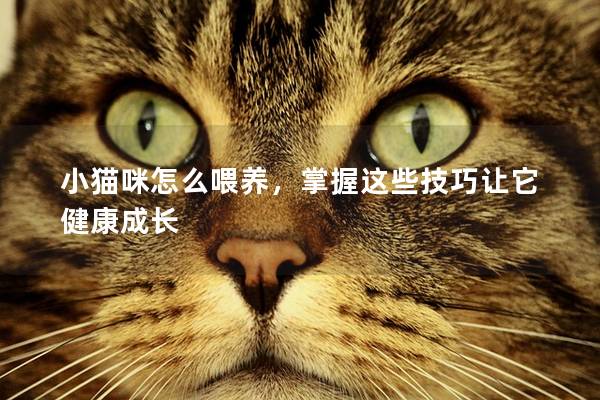 小貓咪怎么喂養(yǎng)，掌握這些技巧讓它健康成長