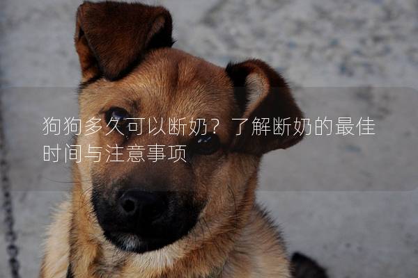 狗狗多久可以斷奶？了解斷奶的最佳時間與注意事項