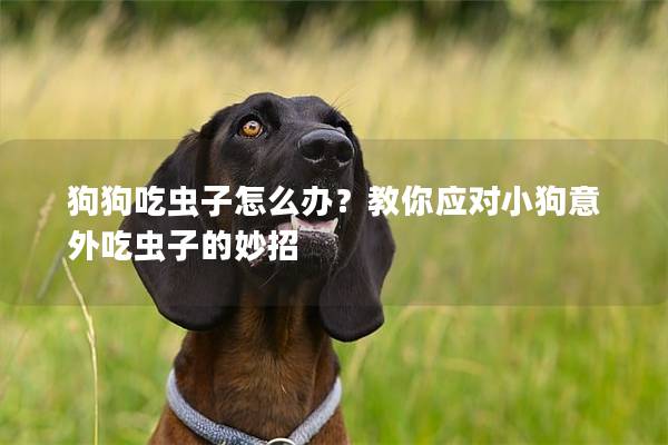 狗狗吃蟲子怎么辦？教你應(yīng)對小狗意外吃蟲子的妙招