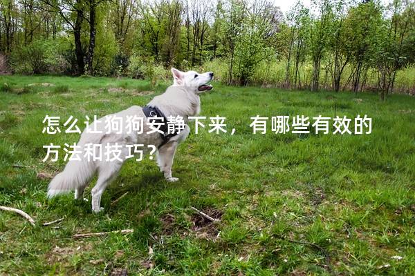 怎么讓狗狗安靜下來(lái)，有哪些有效的方法和技巧？
