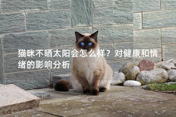 貓咪不曬太陽會怎么樣？對健康和情緒的影響分析