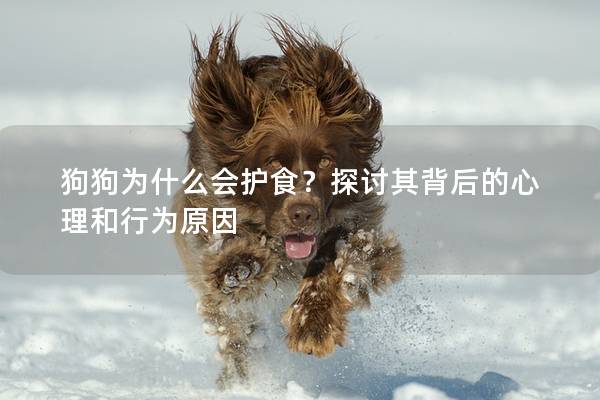 狗狗為什么會護食？探討其背后的心理和行為原因