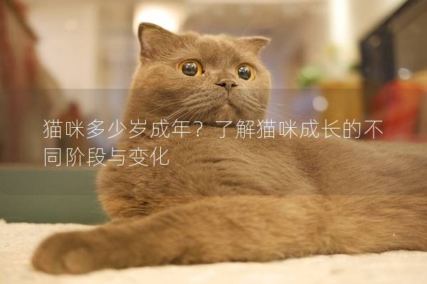 貓咪多少歲成年？了解貓咪成長的不同階段與變化