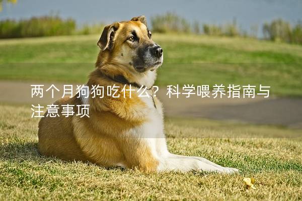 兩個月狗狗吃什么?科學(xué)喂養(yǎng)指南與注意事項 兩個月狗狗吃什么?科學(xué)喂養(yǎng)指南與注意事項