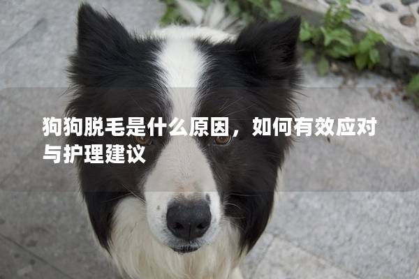 狗狗脫毛是什么原因，如何有效應(yīng)對(duì)與護(hù)理建議