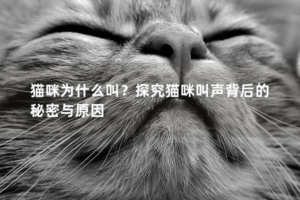 貓咪為什么叫？探究貓咪叫聲背后的秘密與原因