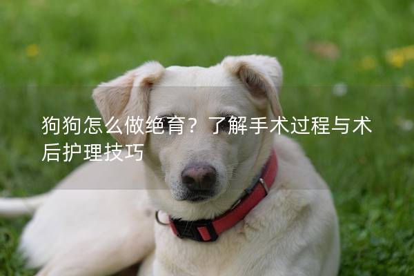 狗狗怎么做絕育？了解手術過程與術后護理技巧