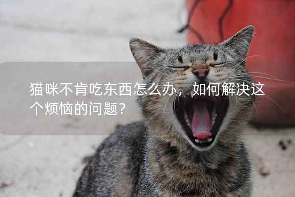 貓咪不肯吃東西怎么辦，如何解決這個煩惱的問題？