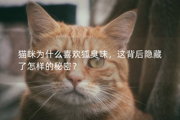 貓咪為什么喜歡狐臭味，這背后隱藏了怎樣的秘密？
