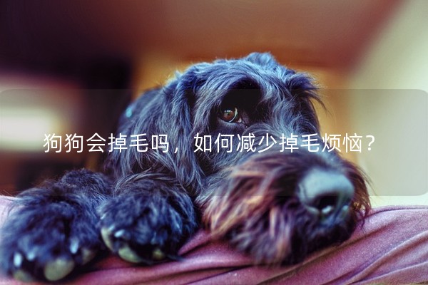 狗狗會掉毛嗎,如何減少掉毛煩惱? 狗狗會掉毛嗎,如何減少掉毛煩惱?