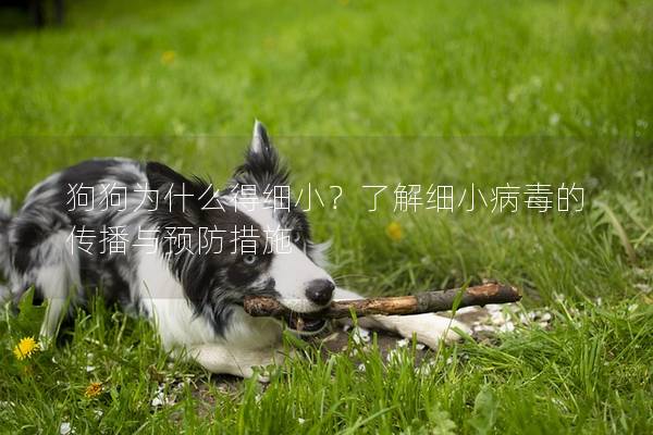 狗狗為什么得細小？了解細小病毒的傳播與預防措施