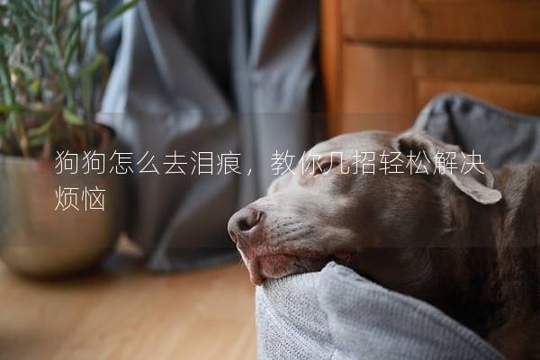 狗狗怎么去淚痕，教你幾招輕松解決煩惱