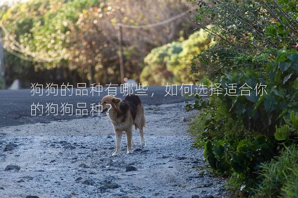 狗狗的品種有哪些，如何選擇適合你的狗狗品種？