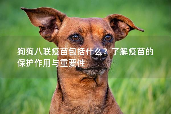 狗狗八聯(lián)疫苗包括什么？了解疫苗的保護(hù)作用與重要性