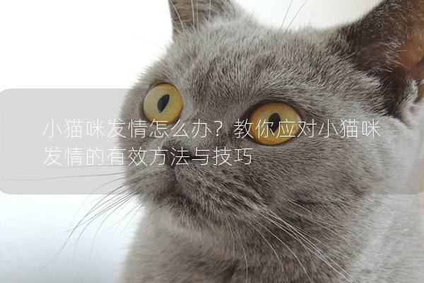 小貓咪發情怎么辦？教你應對小貓咪發情的有效方法與技巧