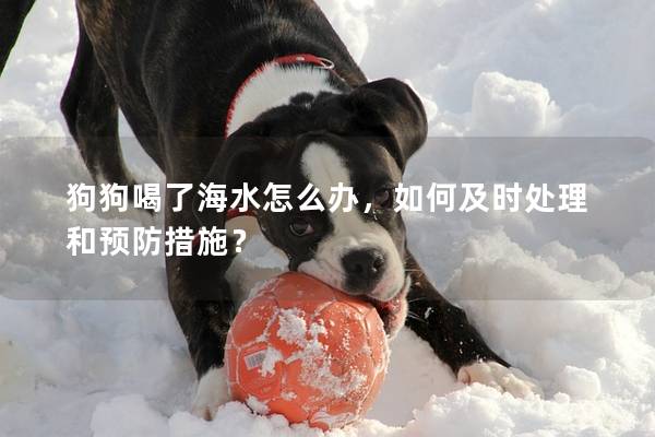 狗狗喝了海水怎么辦，如何及時處理和預防措施？
