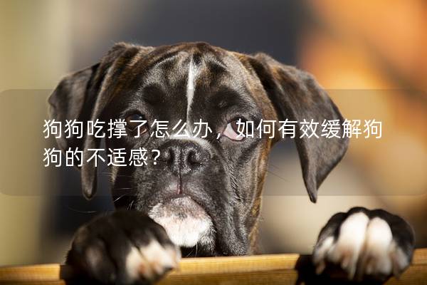 狗狗吃撐了怎么辦，如何有效緩解狗狗的不適感？