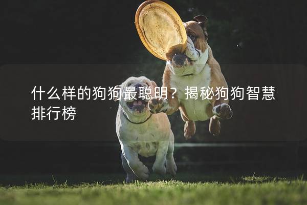 什么樣的狗狗最聰明？揭秘狗狗智慧排行榜