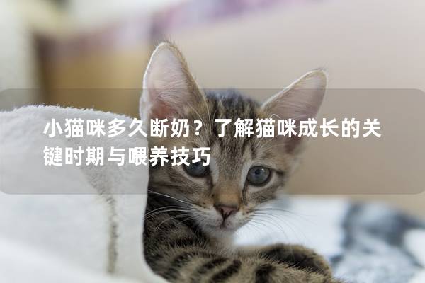 小貓咪多久斷奶？了解貓咪成長的關鍵時期與喂養技巧
