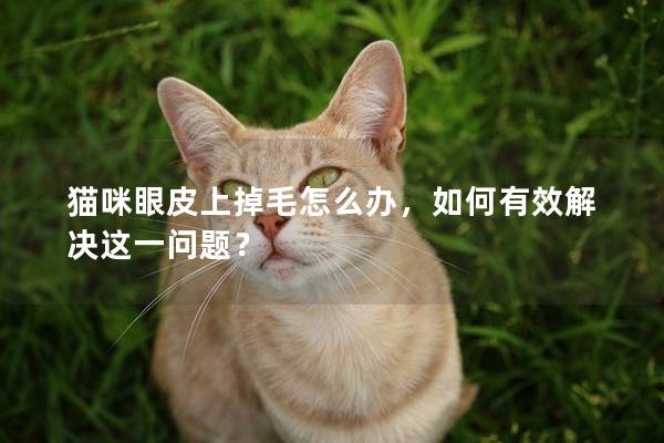 貓咪眼皮上掉毛怎么辦，如何有效解決這一問題？